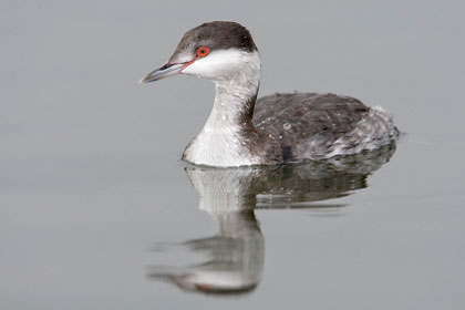 Horned Grebe Image @ Kiwifoto.com