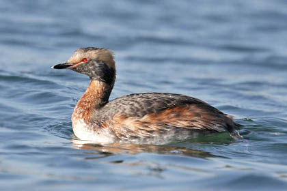 Horned Grebe