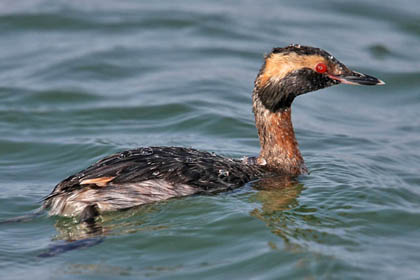 Horned Grebe Picture @ Kiwifoto.com