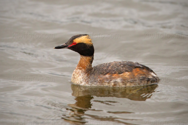 Horned Grebe Picture @ Kiwifoto.com