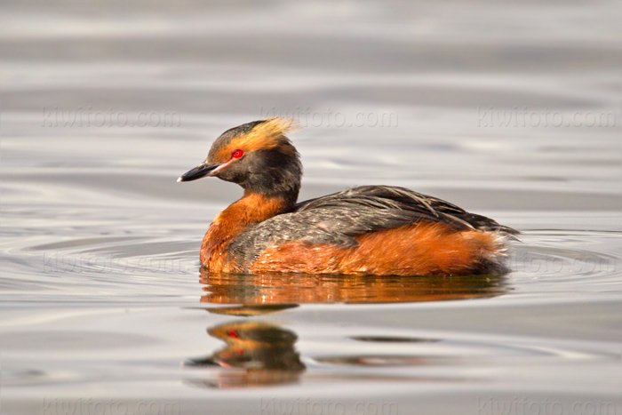 Horned Grebe Image @ Kiwifoto.com
