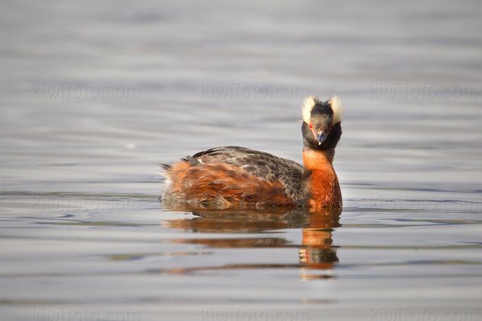 Horned Grebe Photo @ Kiwifoto.com