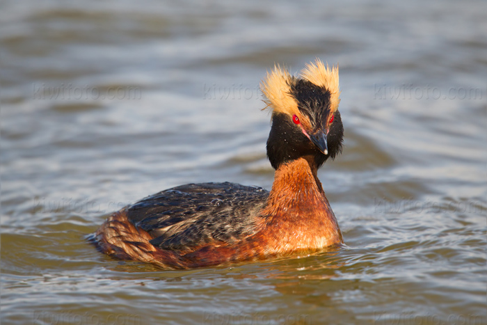 Horned Grebe Image @ Kiwifoto.com