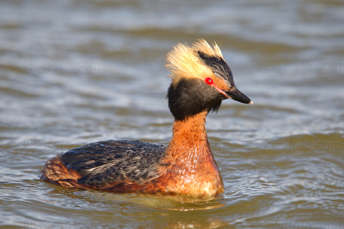 Horned Grebe Picture @ Kiwifoto.com