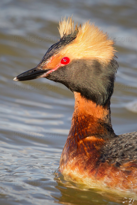 Horned Grebe Image @ Kiwifoto.com