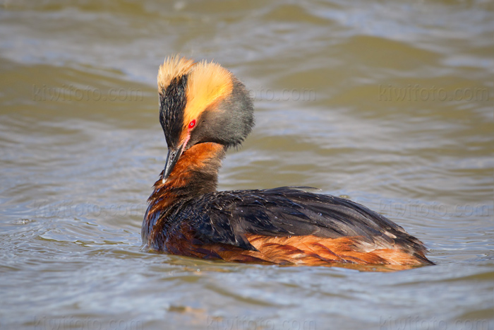 Horned Grebe Image @ Kiwifoto.com