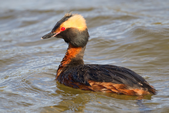 Horned Grebe Image @ Kiwifoto.com