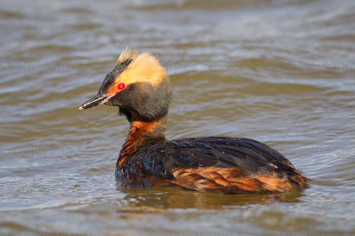 Horned Grebe Image @ Kiwifoto.com