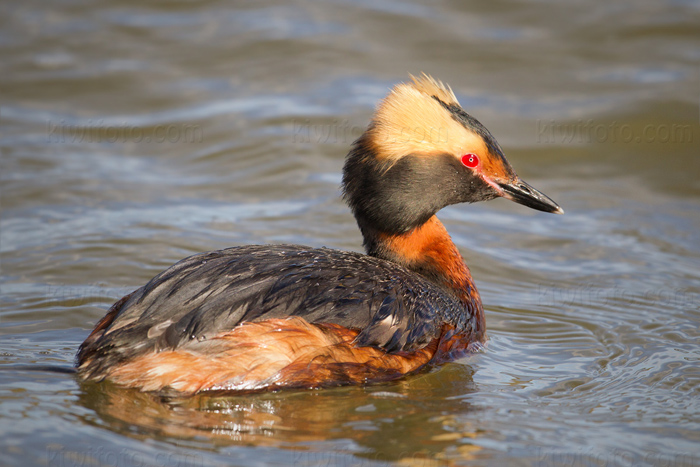 Horned Grebe Image @ Kiwifoto.com