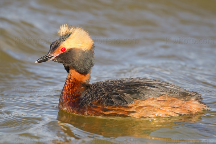 Horned Grebe