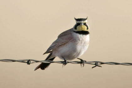 Horned Lark Picture @ Kiwifoto.com