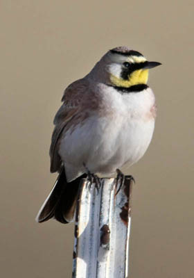 Horned Lark Picture @ Kiwifoto.com