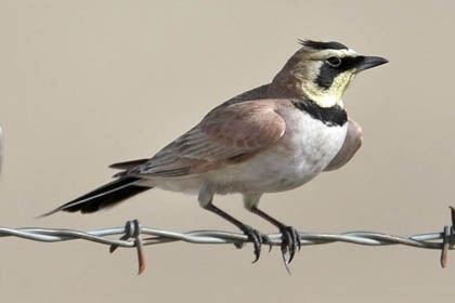 Horned Lark Photo @ Kiwifoto.com