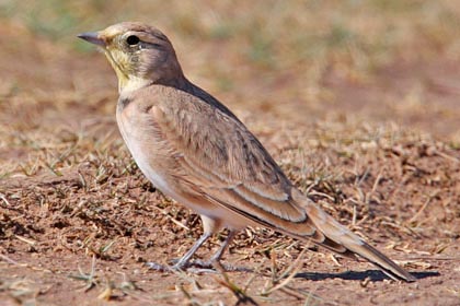 Horned Lark Picture @ Kiwifoto.com