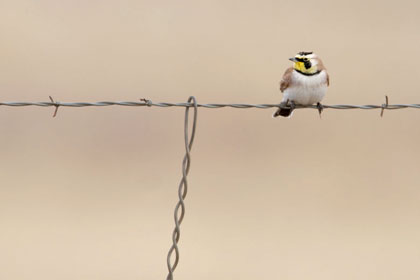 Horned Lark Picture @ Kiwifoto.com