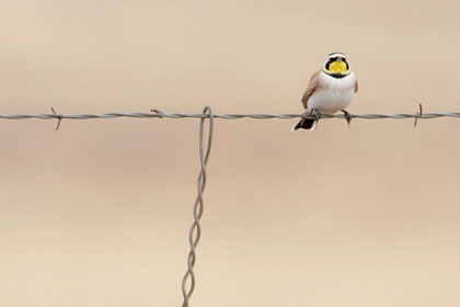 Horned Lark Photo @ Kiwifoto.com