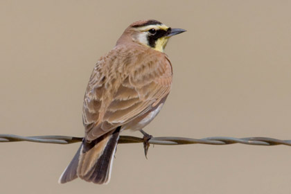 Horned Lark Picture @ Kiwifoto.com