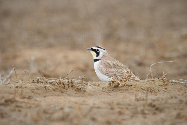 Horned Lark Image @ Kiwifoto.com