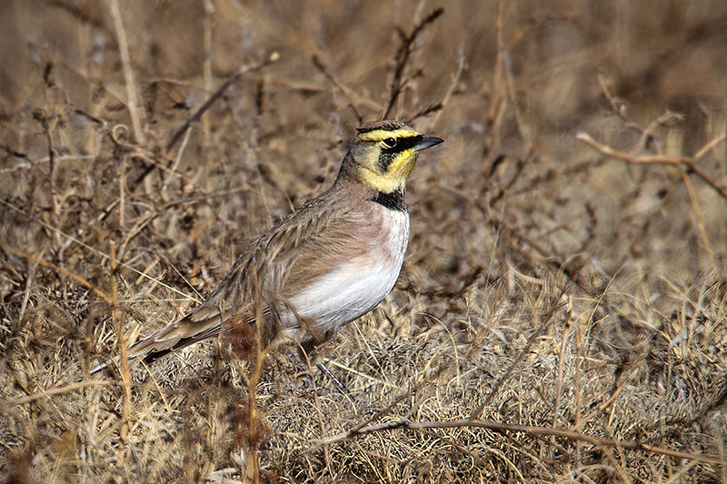 Horned Lark Picture @ Kiwifoto.com