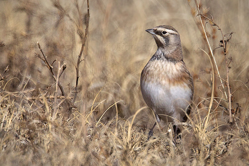 Horned Lark Picture @ Kiwifoto.com