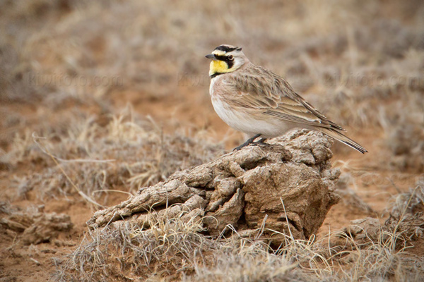 Horned Lark Image @ Kiwifoto.com