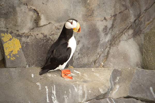 Horned Puffin Image @ Kiwifoto.com