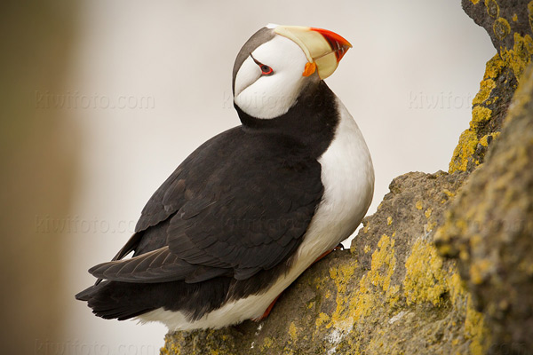 Horned Puffin Picture @ Kiwifoto.com