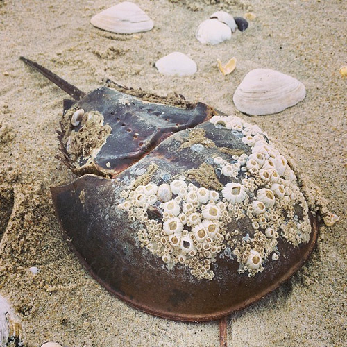 Horseshoe Crab Picture @ Kiwifoto.com