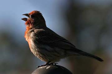 House Finch Image @ Kiwifoto.com