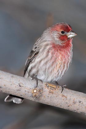 House Finch Photo @ Kiwifoto.com