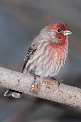 House Finch Picture @ Kiwifoto.com