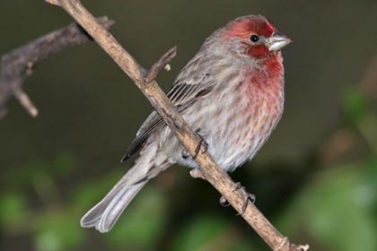 House Finch Picture @ Kiwifoto.com