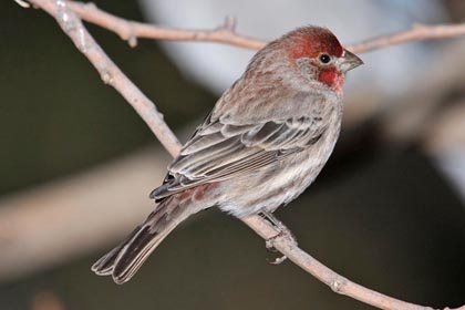 House Finch Image @ Kiwifoto.com