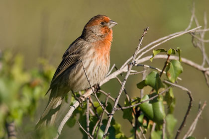 House Finch Image @ Kiwifoto.com