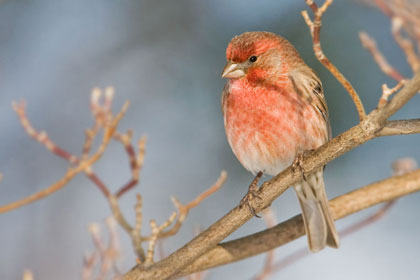 House Finch Image @ Kiwifoto.com