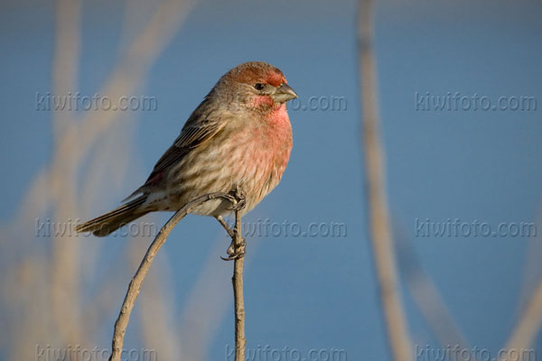 House Finch Picture @ Kiwifoto.com