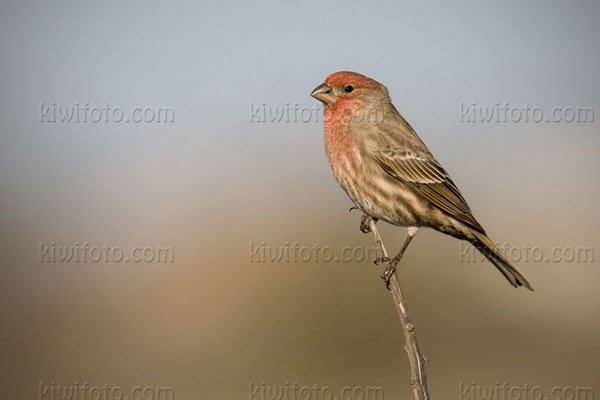 House Finch Picture @ Kiwifoto.com