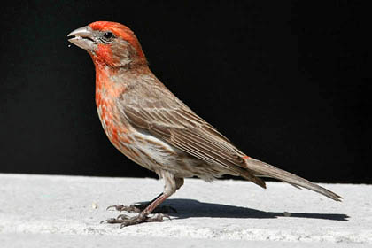 House Finch Image @ Kiwifoto.com