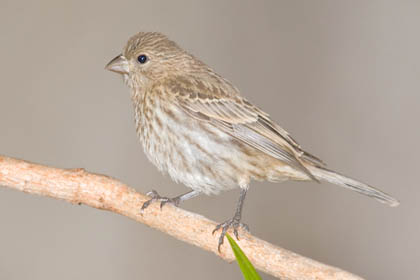 House Finch Picture @ Kiwifoto.com