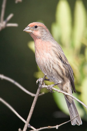 House Finch Picture @ Kiwifoto.com