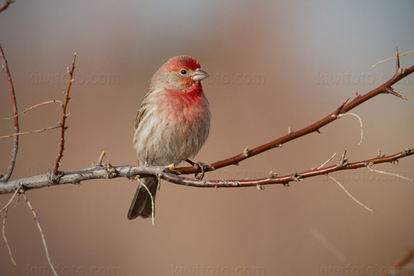 House Finch