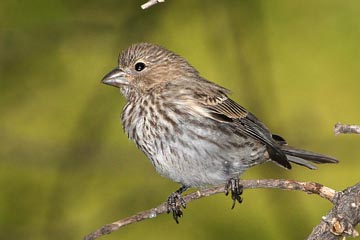 House Finch Picture @ Kiwifoto.com