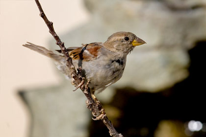 House Sparrow Image @ Kiwifoto.com
