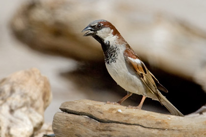 House Sparrow Picture @ Kiwifoto.com