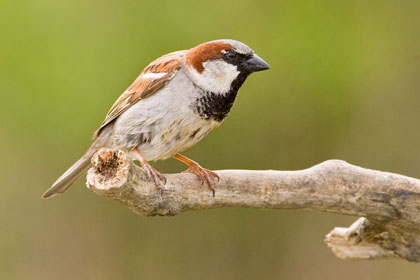 House Sparrow Picture @ Kiwifoto.com