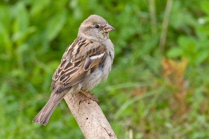 House Sparrow Image @ Kiwifoto.com
