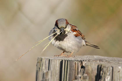 House Sparrow Image @ Kiwifoto.com