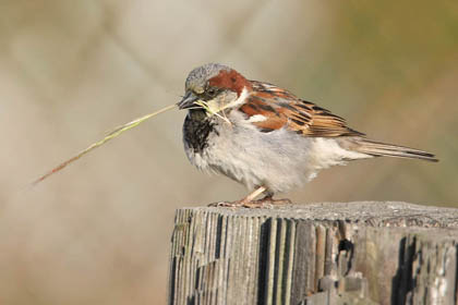 House Sparrow