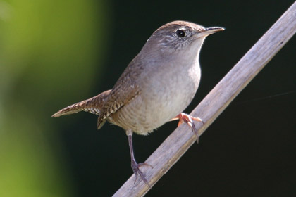 House Wren Image @ Kiwifoto.com