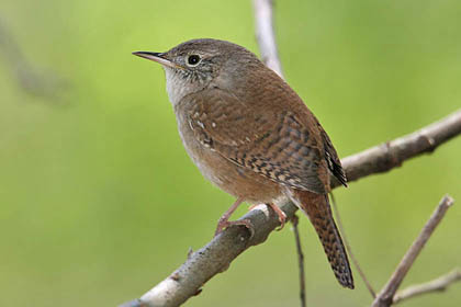 House Wren Picture @ Kiwifoto.com